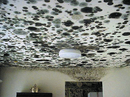 Mold Cleanup Services